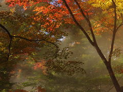 京都 東山の紅葉 2010 ～ 永観堂、哲学の道など