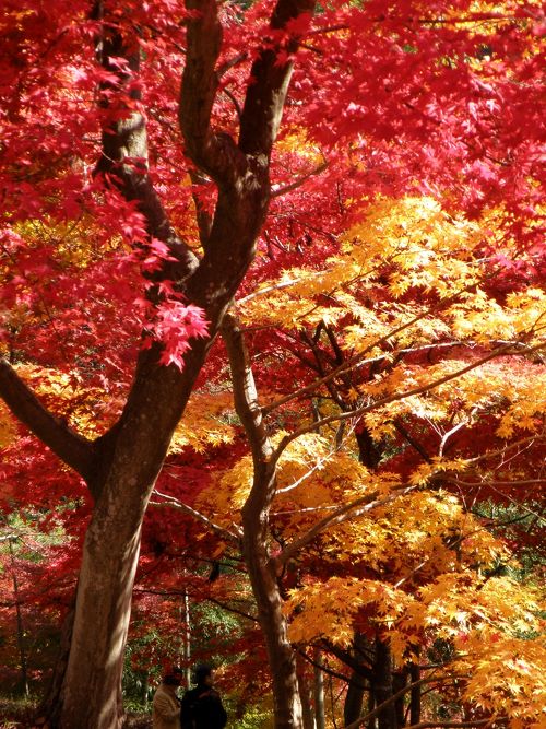 全山燃えるように赤く染まる最上山公園もみじ山』たつの・揖保川・御津