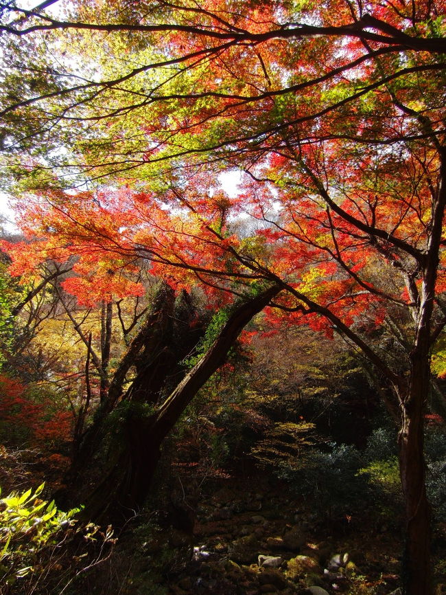 11月の飛び石連休の初日は、天気のよい場所へ紅葉を見にいくことにしました。<br />確実に晴れていそうな場所は新潟県でしたが、翌日は千葉県で珍蝶を見る段取りがあって、<br />遠路茨城県の方まで足を伸ばしました。<br />紅葉サイトで状況を確認して、花貫渓谷と袋田の滝に行くことにしました。<br />カーナビで袋田の滝をセットすると、住んでいる蓮田市からは、東北道で行くのかと思いきや、<br />外環まで戻って常磐道で、高萩インターを降りろとの指示でした。<br />外環は渋滞していたので、16号沿いに走り柏インターより常磐道に入りました。<br /><br />このルートだと、先に花貫渓谷の観光になります。<br />前編で花貫渓谷、後編で袋田の滝を紹介します。