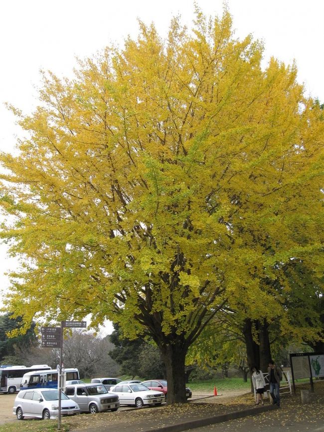 佐倉の街を歩き、国立歴史民族博物館を見物しました。<br />佐倉は、歴史を感じることのできる街です。今回は、一度味わってみたかった、佐倉市立美術館の地卵プリンも体験できました。<br />秋の気配を楽しみながら、佐倉を散策し、国立歴史民族博物館で開催中の企画展示「武士とはなにか」も見ました。