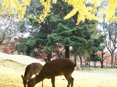 秋の鹿愛でる奈良散歩　