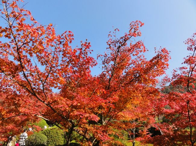 1年の内９日間だけ公開される九年庵と仁比山神社付近の紅葉