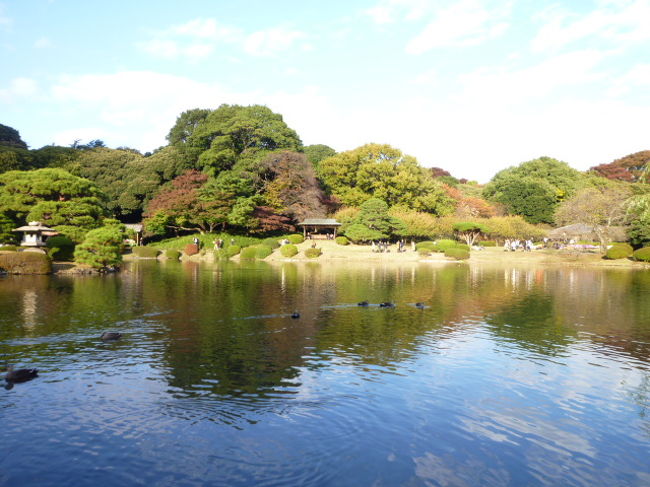 新宿御苑へ行きました。<br />色づき始めた紅葉、美しいバラ、日本伝統の菊、と見所がたくさん。<br />西洋風の並木道やバラ庭園<br />日本伝統の素晴らしい大輪の菊<br />そして<br />江戸時代の名残を今に伝える素晴らしい日本庭園や池に向こうにそびえる新宿高層ビル群<br />ゆったりと美しい庭園を眺めました。