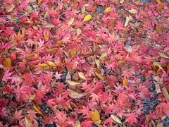 2010年　川根・寸又峡　紅葉狩り☆　