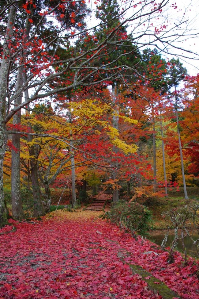 境内全体が美しく染め上げられた山間の静かなお寺さん<br />散り初めた落ち葉の絨毯を踏み締めて参道を散策<br />それはそれは見事な秋色満喫の一日でした。<br /><br />