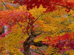 京都園部で静かな紅葉狩り～　龍穏寺へ