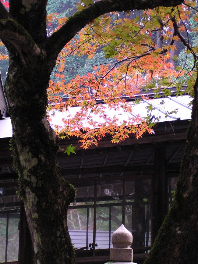相方は2度目、私は初・雲海竹田城に行った帰りに、紅葉には<br />まだ早いですが、養父神社に寄ってみました。<br />少しですが、紅や黄色と緑との競演が美しかったです。<br /><br />その後、農匠の郷やくのの、やくの高原市で、新鮮野菜や米、<br />お花、和菓子などを購入し、温泉に入り、<br />お昼も、ここで済ませて帰りました。<br /><br />☆養父神社 無料 <br />住 所 :兵庫県養父市養父市場840 <br />TEL :079-665-0252<br />駐車場 あり(無料) <br /><br />☆農匠の郷やくの<br />住所 : 京都府福知山市夜久野町平野2150番地 <br />TEL : 0773-38-0001 <br /><br />温泉 12:00〜22:00(土日祝 10:00〜22:00)<br />特産販売 10:00〜17:00<br />飲食施設 11:00〜14:00、17:00〜20:30(土日祝 11:00〜20:30)<br />休館日 / 毎週水曜日 <br />※ トイレ・駐車場は24時間利用できます。