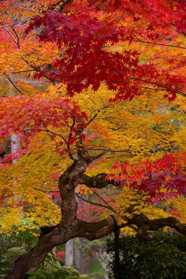 京都は紅葉の時期を迎えると、一年で一番観光客が増える時期になります。<br />人の多い所は、やはりそれなりの理由もあって素敵なのですが。<br />人知れず静かに紅葉を愛でるのが何よりの贅沢でしょう～<br />昼からでしたが、時間が取れたので数年前から通っている、園部のお寺へ出かけて来ました。<br />昨年は時期が遅く、散り紅葉しか残っていなかったのですが、今回は素晴らしい彩りの紅葉を見る事が出来ました。<br /><br />地元の方がまた来週も来はったらええよ～と声をかけて下さったのですが…　<br /><br />また来年も楽しみです～<br /><br />龍穏寺<br />京丹波町の玉雲寺、園部町の徳雲寺とともに「船井の三うん寺」と呼ばれる、末寺３２ヶ寺を数える曹洞宗の名刹。<br />永正６年（１５０９）に仁江の土豪足立氏の金幡宗全を開祖とし、玉雲寺１９世の月山禅宗和尚を開山（初代住持）として建立されました。園部藩主の菩提寺が徳雲寺であるのに対して、こちらは園部藩家老太田氏の菩提寺だそうです。<br /><br /><br /><br /><br />