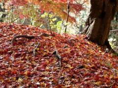 神戸市立森林植物園の「森林もみじ散策」