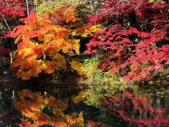 京都を歩く(72)　2010紅葉めぐり 秋の京都府立植物園　『オータム・イン・植物園　紅葉散策ツアー』