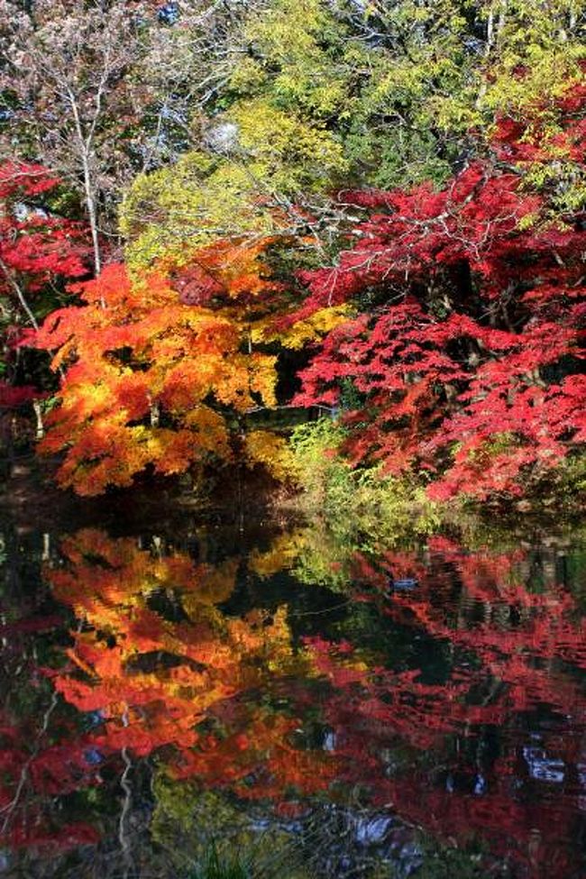 京都府立植物園では「オータム・イン・植物園　紅葉散策ツアー」が開催されていました。<br />美しい紅葉は見ているだけでも良いものですが，知識があればもっと楽しいものになるのではと思い，参加してきました。<br />