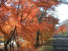 奥矢作湖の紅葉もみごとでした