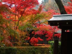 『　見事！な　紅葉に　　包まれた・・・　埼玉・平林寺　で　夢心地　』　（関東　（東京　近郊）　に、　こ～んな・・・　紅葉の　お寺！が　あった・・・　とは～っ）