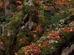 延命寺の夕照紅葉 2010 ～ 関西 紅葉