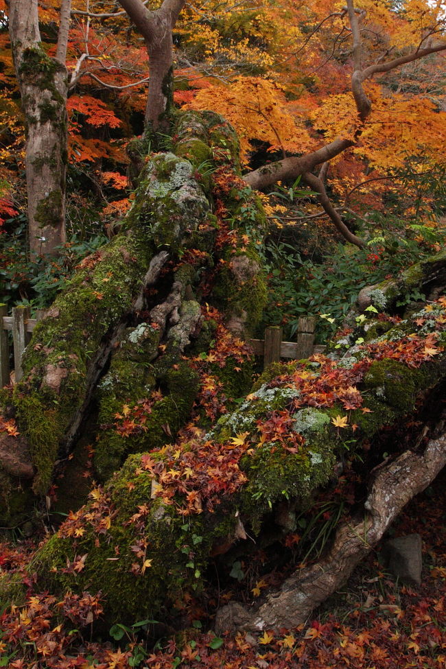 大阪は河内長野に樹齢800年、1000年ともいわれているカエデの木｢夕照紅葉｣があるっていうことで、ちょっくらみてまいりました。<br /><br />●地図はこちら<br /><br />http://maps.google.co.jp/maps/ms?ie=UTF8&amp;hl=ja&amp;brcurrent=3,0x34674e0fd77f192f:0xf54275d47c665244,0&amp;msa=0&amp;msid=118327137333806382304.000488a4f4a9ff48e54f5&amp;ll=34.425558,135.593718&amp;spn=0.004022,0.004882&amp;z=18&amp;iwloc=000495aed389a4e36a017