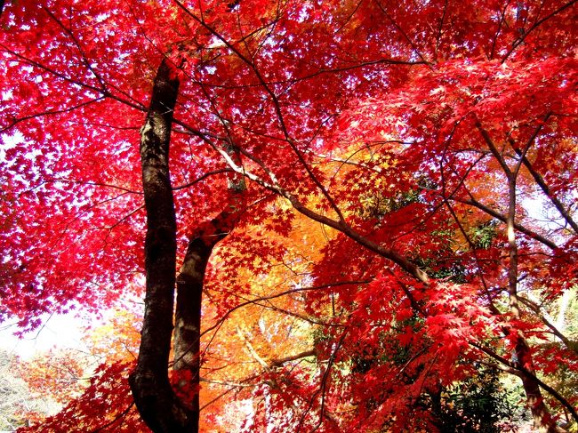 ２０１０年京都の紅葉　朝の東山と大原野の勝持寺の紅葉