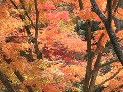 神戸市立植物園～紅葉狩り2010～