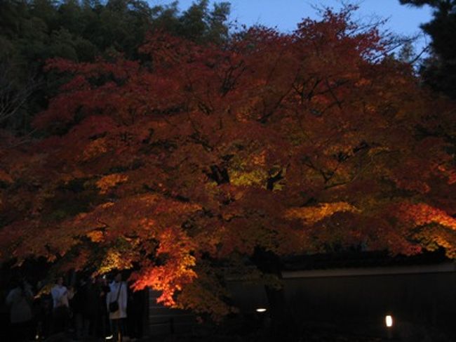 日帰りですが、紅葉の京都を歩き回ってきました。<br />ちょうど紅葉の見頃なので、激混みを想像していましたが、<br />運良くそれほどの混雑にあわないで、予定より多い11ヶ所を楽しめました。<br />画像が多いので、分けてアップします。<br />これはランチ後から夜までの旅行記です。
