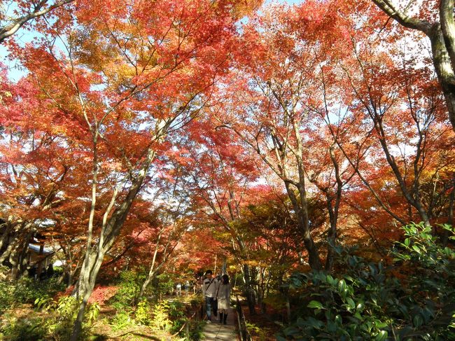 2010.11.27　嵐山で最盛期の紅葉を見たい！