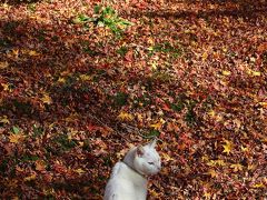 京都を歩く(73)　2010紅葉めぐり　嵐山，嵯峨野，そして保津峡へ…　錦秋の宴，ここに極まれり