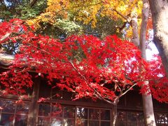 ４トラの旅行記で知った本土寺の紅葉、見てきました！