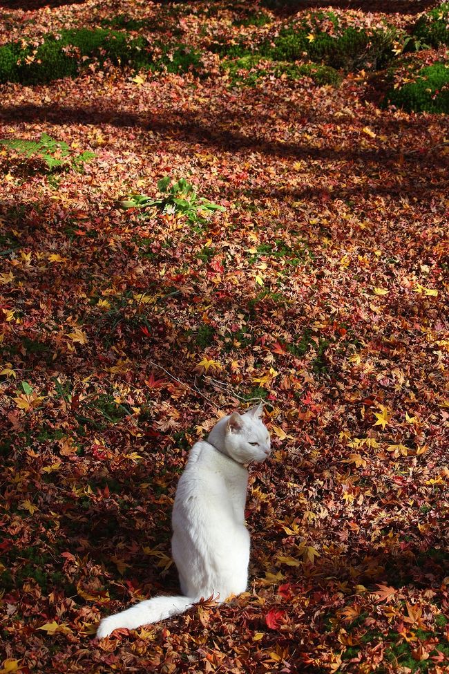 当たり年であった2010年の紅葉。<br />どこへ行っても素晴らしい景色に出会うことが出来ますが,私は嵐山・嵯峨野の秋を楽しむことにしました。<br />嵐山・嵯峨野の紅葉の名所をめぐり,さらには保津峡まで足を伸ばしてきました。<br /><br />・天龍寺(早朝拝観)<br />・宝筐院<br />・厭離庵<br />・祇王寺<br />・保津峡(六丁峠〜トロッコ保津峡〜JR保津峡)<br />・松尾山<br /><br />写真は祇王寺のアイドル,まろみ。