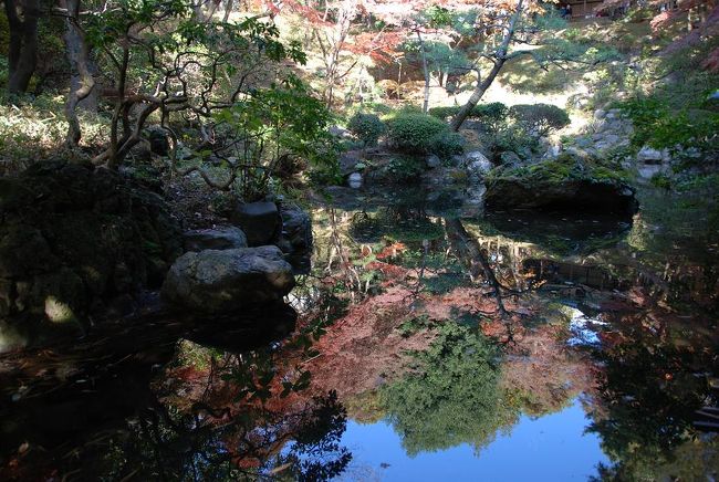 秋の一日、自宅から徒歩15分の殿ヶ谷戸公園の紅葉を歩く。<br />本当に日本は美しい国だ。
