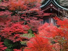 毘沙門堂の紅葉