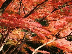 秋の公園めぐり(1)【小石川後楽園編＜前＞】