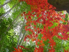 晴れの国　岡山 晩秋の岡山　操山（護国神社～多国籍修行僧のお寺「曹源寺」）を森林浴＆後楽園