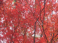 『有田町の紅葉狩り』③陶山神社