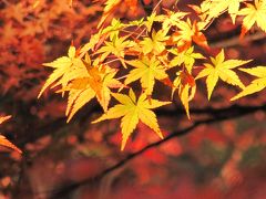 しっとりと錦秋の森林公園を愛でる（3）木枯らしの中の赤いコートの渓流広場のオオモミジと紅葉見ナイトのカエデ園