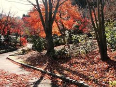 ひとり旅 ［825］ ただのお散歩です（＾.＾；）~~＜花みどり公園の落葉樹＞広島市安佐北区