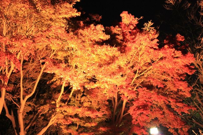 須磨離宮公園の紅葉観賞に行ってきました。夜はライトアップされているとのことで、せっかくなので夕方から家族で出かけました。
