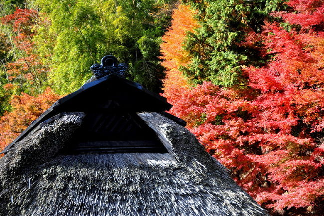 山々の景色も色づいて来たこの季節に，今年も紅葉を追いかけて、<br />今年の紅葉は色づきが鮮やかさは、どうでしょうか。<br />2010　紅葉を追いかけて（1）　　永保寺の紅葉と着物姿<br />http://4travel.jp/traveler/isazi/album/10522125/<br />2010　紅葉を追いかけて（2）　　下見のグリーンピア春日井<br />http://4travel.jp/traveler/isazi/album/10524638/<br />2010　紅葉を追いかけて（3）　　両界山横蔵寺の紅葉<br />http://4travel.jp/traveler/isazi/album/10522126/<br />2010　紅葉を追いかけて（4）　　岩屋堂公園<br />http://4travel.jp/traveler/isazi/album/10522790<br />2010　紅葉を追いかけて（5）　　各務野自然遺産の森<br />2010　紅葉を追いかけて（6）　　東光寺<br />http://4travel.jp/traveler/isazi/album/10523217/<br />2010　紅葉を追いかけて（7）　　永源寺<br />http://4travel.jp/traveler/isazi/album/10523466/<br />2010　紅葉を追いかけて（8）　　永源寺ダム通過<br />http://4travel.jp/traveler/isazi/album/10524640<br />2010　紅葉を追いかけて（9）　　百済寺<br />http://4travel.jp/traveler/isazi/album/10524059/<br />2010　紅葉を追いかけて（10）　鶴舞公園<br />2010　紅葉を追いかけて（11）　明治村<br />2010　紅葉を追いかけて（12）　東海一の紅葉...香嵐渓<br />