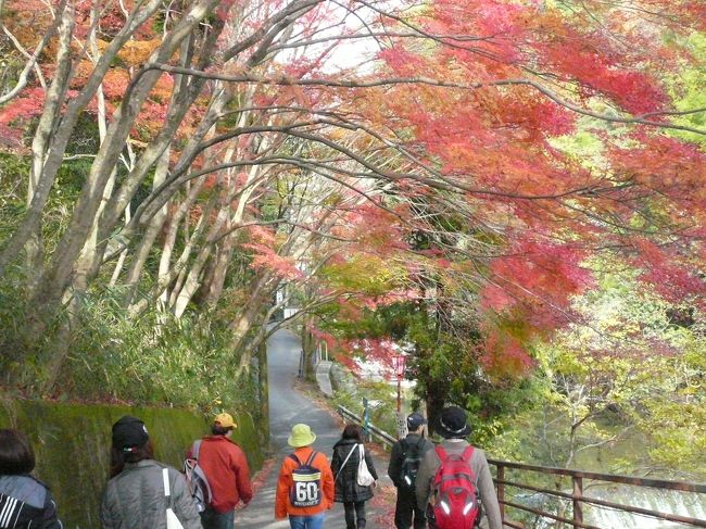 今回のオフ会はいつもと違ってハイキングです♪<br /><br />でも、皆さんのご都合が悪くて当初は５人だったはずが、<br /><br />当日は１０人の参加となり、とても賑やかなオフ会になりました。<br /><br />摂津峡の散策路を紅葉を楽しみながら歩き、爽やかなお天気<br /><br />だったので、とても気持ち良かったです♪<br /><br /><br /><br />