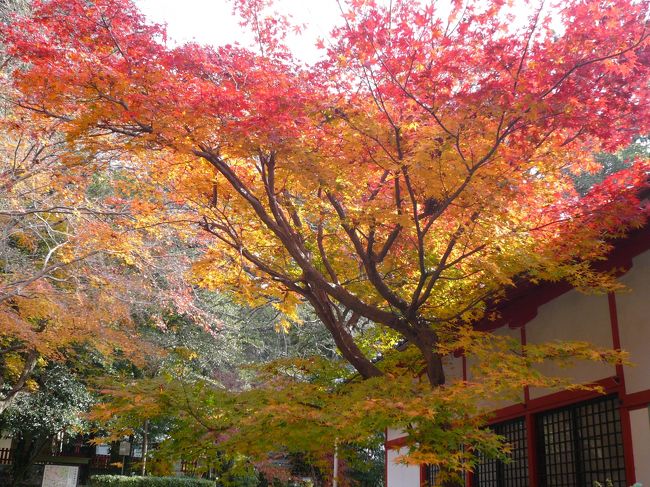 1泊2日の弾丸ツアーで京都へ。。。<br /><br />穴場のスポットも見つけて紅葉は大満足でした。