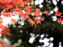 岸和田市　牛滝山の大威徳寺へ紅葉狩りに行ってきました。