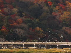 京都 嵐山の紅葉 2010 ～ 渡月橋、宝厳院、二尊院など