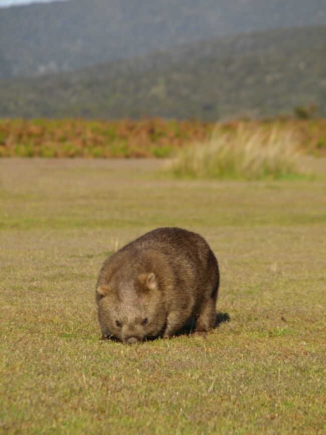 ☆写真はナラウンタプ国立公園にいたウォンバットちゃん<br />今はここにウォンバットちゃんはいなくなっちゃったみたいです(涙）<br /><br />以前から気になっていた「チャイナエアービジネスクラスで行くシドニー」のチケット。以前、空席照会したときは、復路が満席だったので撃沈。今回はフォートラさんの航空券予約コーナーでIACEトラベルから8.7万円で出てたから、空席照会してみたらラッキーなことに空席ありとのお返事が！しかも超スピーディーでご丁寧な対応♪<br />安いから乗り継ぎがあんまりよくないんじゃないのかしら？と半信半疑だったけど、乗り継ぎが4?5時間なら全然問題ない。むしろラウンジでゆっくりできるし、ちょっとでも飛行機が遅れたらアウトという心配もないし、こんなにお得に私でもビジネスクラスに乗れるなら、乗り継ぎ時間も楽しませていただきやす！<br /><br />行き　CI101 成田空港(16:30)→台湾桃園国際空港(19:30)<br />　　　CI51 台湾桃園国際空港(23:55)→シドニー(12:15+1)<br />帰り　CI52 シドニー(22:00)→台湾桃園国際空港(04:15+1)<br />　　　CI100 台湾桃園国際空港(09:25)→成田空港(13:20)<br /><br />シドニーからはどこへ行こうか？<br />こないだの7月にカンガルー島でかわゆい有袋類に癒されたばかり。でも何かが足りない。そう、ウォンバット！<br />私はコアラやワラビーも大好きだけど、一番好きなのがウォンバット。ウォンバットに会うなら、もれなくタスマニアっ。<br />ってなわけで、タスマニアに行くことにしました。<br /><br />初日は移動日。乗換地の台湾では中華航空ラウンジでシャワーをあびて酒を飲み、プライオリティーパスで使えるモアラウンジもハシゴし、マッサージチェアーでリラックス。シドニーに着いたら約5時間の国内線乗換。シドニーからタスマニアへいく飛行機は便数が少なかったんです。<br />CBDに出て時間を潰すということもせず、バージンブルーのラウンジで思う存分豪ワインをガブガブ。成田からホバートに着くまで食べっぱなしの飲みっぱなし。幸せな移動時間でした。<br /><br />移動時間よりも幸せだったのが、4日間のウォンバットウォッチング。この4日間がすべてすんばらしいお天気に恵まれて、さらに、いるわいるわのウォンバット。こんなにもウォンバットに会えるなんて超満足♪　というよりも、旅行運をすべて使いまくったぐらいウォンバットに癒されたラッキーな旅でした。<br />-------------------------<br />今回の旅程は<br />11/17　出発<br />11/18　ホバート泊<br />11/19　Coles Bay泊<br />11/20?21　Port Sorell泊<br />11/22?23　クレイドルマウンテン泊<br />11/24　ローンセストン泊<br />11/25?26　キャンベラ近くのWallaroo泊<br />11/27　22：00の便でシドニー発<br />11/28　帰宅<br />-------------------------<br />ホバートの宿　1泊105ドル<br />【Quality hotel hobart airport 】<br />http://www.hobartairporthotel.com.au/<br /><br />コールズベイの宿　1泊100ドル<br />【Bayside】34 Jetty Rd Coles Bay TAS<br /><br />ポートソレルの宿　1泊120ドル<br />【SAILS on PORT SORELL】<br />http://www.sailsonportsorell.com.au/about.html<br />-------------------------<br />5年前のタスマニア旅行記（抜粋）<br />http://4travel.jp/traveler/red-nonta/album/10044877/<br />http://4travel.jp/traveler/red-nonta/album/10049649/<br />-------------------------<br />タスマニア観光局<br />http://www.discovertasmania.com/au<br />http://www.discovertasmania.jp/<br />-------------------------<br />★★★★★5つ星の理由<br />ナラウンタプ国立公園でお見事なほどにウォンバットに会えた。<br />ワラビーもたくさん会えたけど、ついついウォンバットばっかり写真に載せてしまいました。あとワインもおいしいし、晴天だったし、★をマイナスする理由がなし！