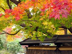 京都 / 東山　嵯峨野　今年の京都の紅葉は綺麗だよ～！