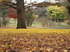 2010年11月末　　今年最後の昭和記念公園