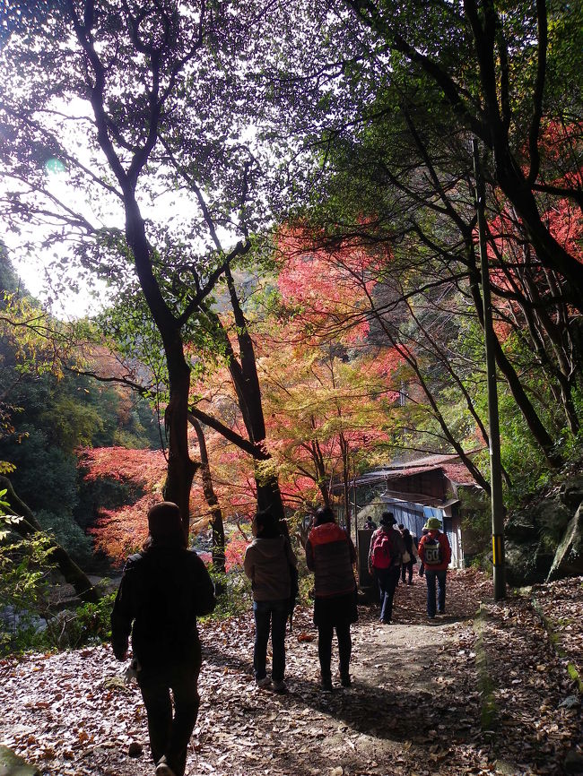 JOECOOLが管理人を務める二つのコミュニティ『京都府南部の魅力』＆『大阪東部の魅力』。<br />2010年最後の合同オフ会を大阪府高槻市にある摂津峡の紅葉ハイキングという形で開催しました。<br />11月末の日曜日という日程のためか、皆さんお忙しいようで、直前まで参加者５名と少なめだったのですが、前日になって駆け込み参加者が５名増えて、結果的には総勢10名での賑やかなオフ会となりました。<br />「超晴れ女」のはぁみさんのおかげ(??)で天気にも恵まれ、また摂津峡の紅葉も予想以上に綺麗で、参加者全員が楽しい時間を過ごすことができたかなと感じています。<br /><br />今回の参加者・・・bettyさん、はぁみさん＆お友達二人、Mirabellaさん、豚のシッポさん、ホーミンさんご夫妻、JOECOOL夫婦。