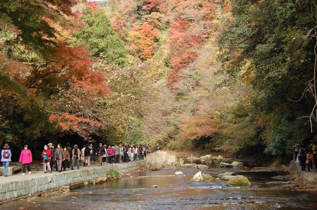 ２００９年に続いて今年も養老渓谷を訪れた。<br />今年の紅葉は１Ｗ遅れているが、さて養老渓谷はどうだったか？<br />今回は、義姉を誘ってカミさんと３人で出かけた。<br /><br />メインの滝めぐりコースに、大福山もみじ谷、中瀬遊歩道を訪れた。 <br />筒森もみじ谷に行きたかったが、通行止めで断念した。