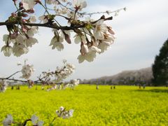 ミニ旅行記【権現堂堤のピンクと黄色】