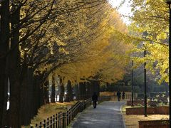 県立保土ヶ谷公園　紅葉が綺麗な晩秋　12月/2010