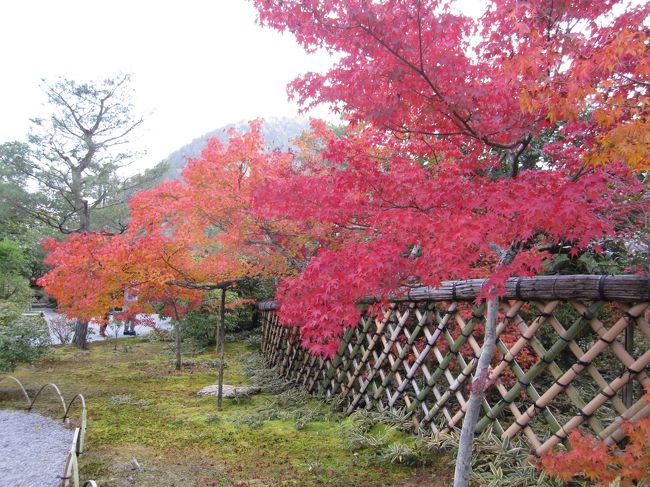 秋の連休を利用して、関西・四国エリアを観光してきました。<br />１日目は京都。<br />昼前に着いて、新福菜館でラーメンランチ。<br /><br />それから鷹峯へ。<br />紅葉のきれいな源光庵・光悦寺・常照寺を観光しました。<br /><br />それから下鴨神社へ。<br /><br />その後、清水寺の近くで豆腐御膳をいただいてから、清水寺のライトアップを見てきました。<br />お寺のライトアップを見たのは初めてでした。
