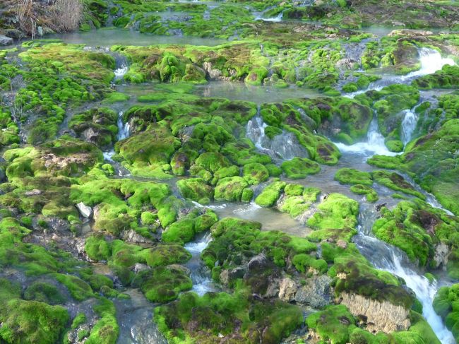草津温泉にある穴地獄という場所をテレビ番組で知りプチ観光してきました。<br /><br />絶景とも変わった景色とも言えるパワースポットです。<br />緑の絨毯のように見える苔(チャツボミゴケ)は、硫黄泉などの酸性の条件下のみで生育します。本州では草津が最も見ることができ、本州以外では阿蘇山などの火山性の場所で見ることができる特殊な苔です。<br /><br />チャツボミゴケは別名を「まりごけ」とも言いますが、猪苗代湖や摩周湖のマリゴケとは別種ですので、ご注意ください。<br /><br /><br />