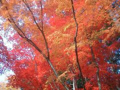 今年も来ました光明寺。すごすぎる紅葉。