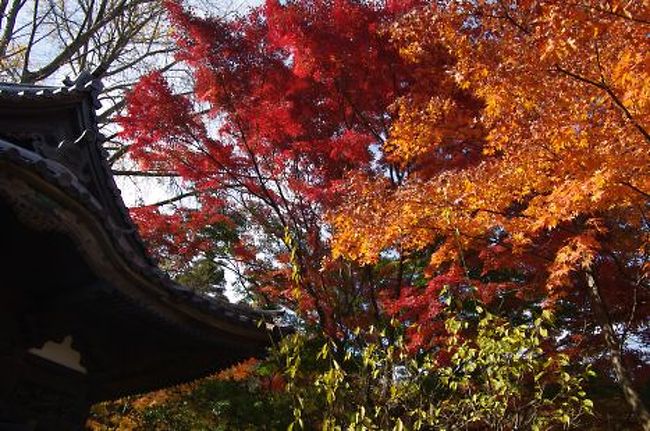 前日の大雄山・最乗寺の紅葉は空振りでした、今日も天気が良さそうですので近場の三渓園の紅葉を楽しんで来ようと出かけました。